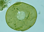 Volume 2, Chapter 2-4: Protozoa: Rhizopod Ecology by Janice M. Glime