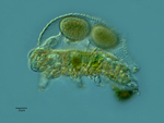 Volume 2, Chapter 5-2: Tardigrade Reproduction and Food