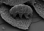 Volume 2, Chapter 5-4: Tardigrades: Species Relationships by Janice M. Glime