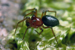 Volume 2, Chapter 7-3 Arthropods: Arachinda - Spider Habitats by Janice M. Glime and Jørgen Lissner