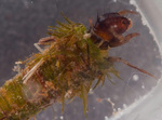 Volume 2, Chapter 11-2: Aquatic Insects: Bryophyte Roles as Habitats