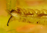 Volume 2, Chapter 11-13a: Aquatic Insects: Holometabola - Diptera, Suborder Nematocera