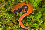Volume 2, Chapter 14-8: Salamander Mossy Habitats by Janice M. Glime