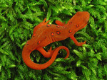 Volume 2, Chapter 14-9: Bryophyte-dwelling Salamander Checklist by Janice M. Glime