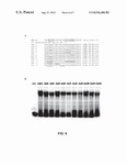 COMT1 Gene fiber-specific promoter elements from poplar